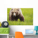 Brown bear up close Wall Mural