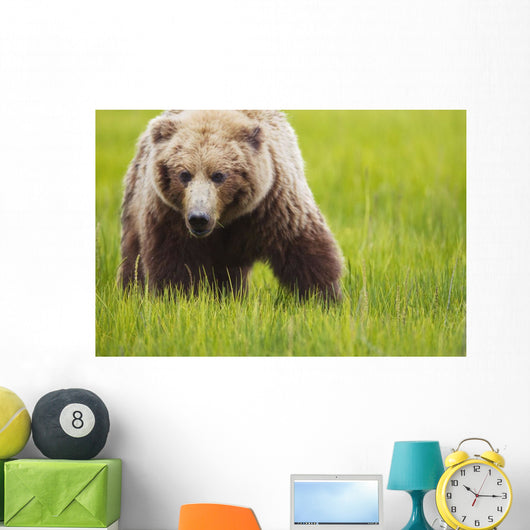 Brown bear up close Wall Mural