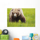 Brown bear up close Wall Mural