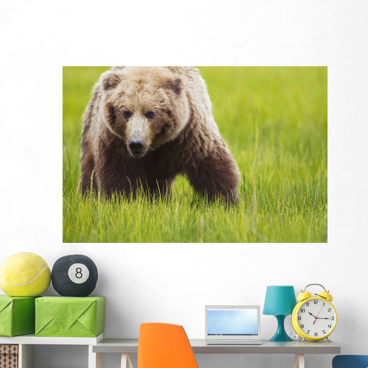 Brown bear up close Wall Mural