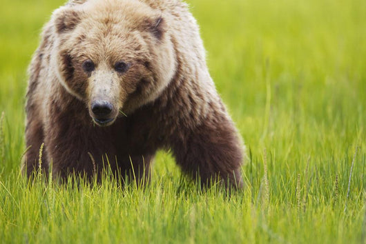 Brown bear up close Wall Mural