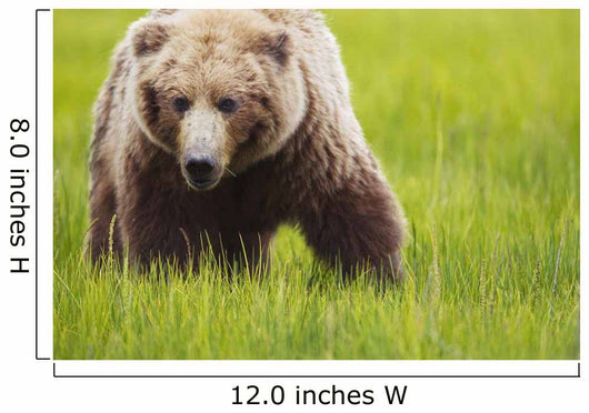 Brown bear up close Wall Mural