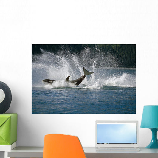 Double Breaching Orcas Wall Mural