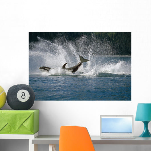Double Breaching Orcas Wall Mural