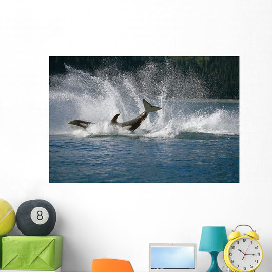 Double Breaching Orcas Wall Mural