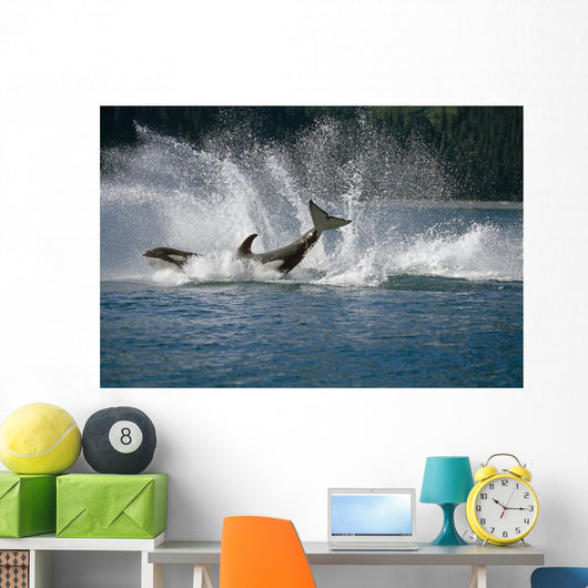 Double Breaching Orcas Wall Mural