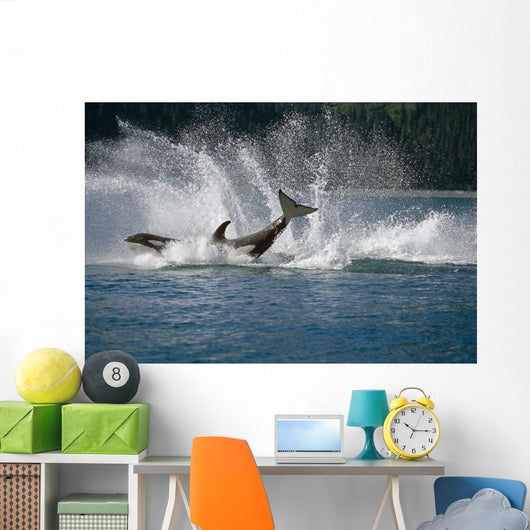 Double Breaching Orcas Wall Mural