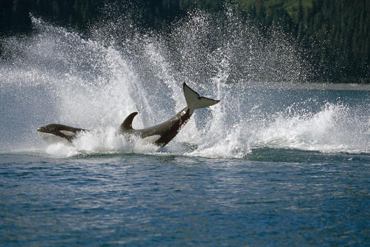 Double Breaching Orcas Wall Mural