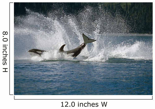 Double Breaching Orcas Wall Mural