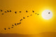 Canada Geese Migration In Sunset Composite Wall Mural