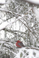Pine Grosbeak On Snowy Branch Winter Sc Alaska Wall Mural
