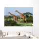 Two Giraffes African Savannah Wall Mural