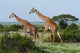 Two Giraffes African Savannah Wall Mural