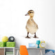 duck isolated on white Wall Decal