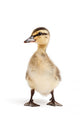 duck isolated on white Wall Decal