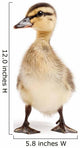 duck isolated on white Wall Decal