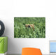 Grizzly Hidden In Ferns Near Karluk Lake Kodiak Island Ak Wall Mural