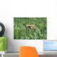 Grizzly Hidden In Ferns Near Karluk Lake Kodiak Island Ak Wall Mural