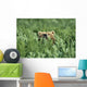 Grizzly Hidden In Ferns Near Karluk Lake Kodiak Island Ak Wall Mural