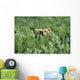 Grizzly Hidden In Ferns Near Karluk Lake Kodiak Island Ak Wall Mural