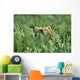 Grizzly Hidden In Ferns Near Karluk Lake Kodiak Island Ak Wall Mural