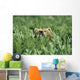 Grizzly Hidden In Ferns Near Karluk Lake Kodiak Island Ak Wall Mural