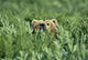 Grizzly Hidden In Ferns Near Karluk Lake Kodiak Island Ak Wall Mural