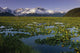 Lilly Pads In Bloom On Wetlands Chugach Nf Sc Ak Summer Chugach Mtns Wall Mural