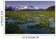 Lilly Pads In Bloom On Wetlands Chugach Nf Sc Ak Summer Chugach Mtns Wall Mural