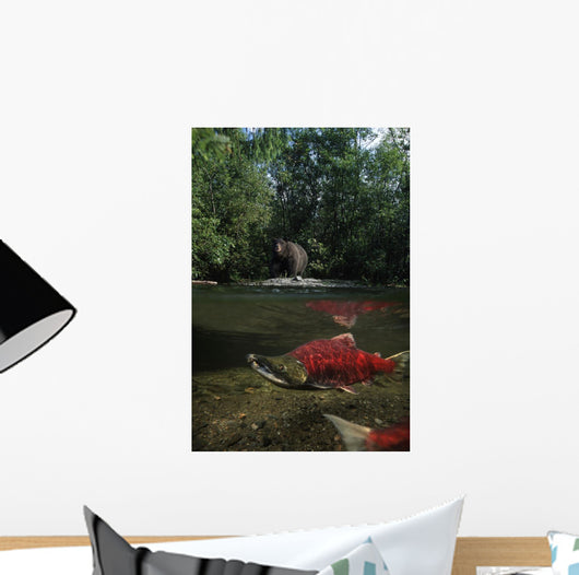 Grizzly Watches Salmon From Riverbank Digital Composite Wall Mural