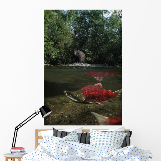 Grizzly Watches Salmon From Riverbank Digital Composite Wall Mural