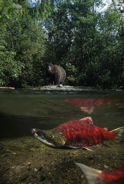 Grizzly Watches Salmon From Riverbank Digital Composite Wall Mural