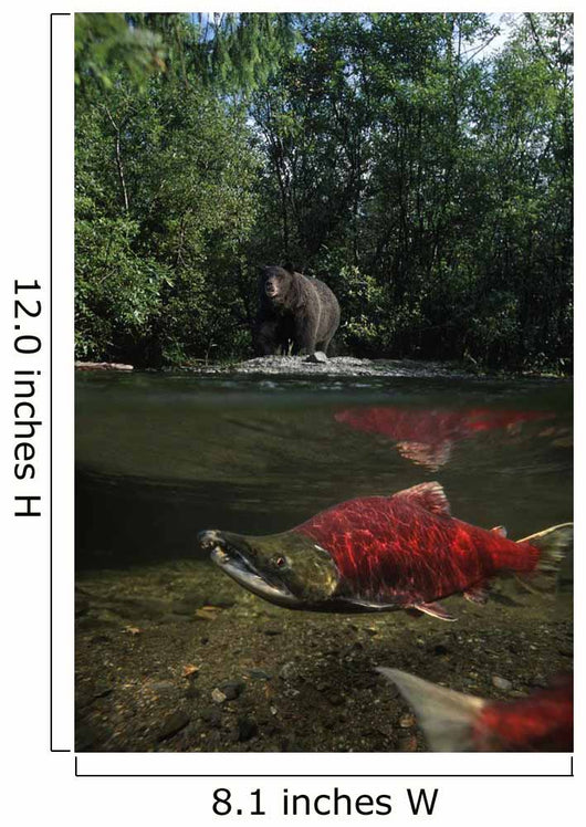 Grizzly Watches Salmon From Riverbank Digital Composite Wall Mural