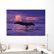 Humpback Fluke @ Sunset Lynn Canal Se Ak Composite Summer Wall Mural