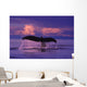 Humpback Fluke @ Sunset Lynn Canal Se Ak Composite Summer Wall Mural