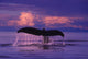 Humpback Fluke @ Sunset Lynn Canal Se Ak Composite Summer Wall Mural