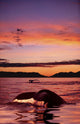 Digital Humpback Whale Tails At Sunset Wall Mural