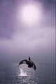 Orca Breaching In Fog Composite Alaska Southeast Wall Mural