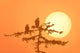 Silhouette Of Bald Eagle On Branch At Sunset Digital Composite Wall Mural