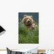 Sow Grizzly & Cubs In Grass Hallo Bay Katmai Np Alaska Wall Mural