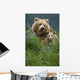 Sow Grizzly & Cubs In Grass Hallo Bay Katmai Np Alaska Wall Mural
