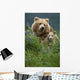 Sow Grizzly & Cubs In Grass Hallo Bay Katmai Np Alaska Wall Mural