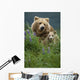 Sow Grizzly & Cubs In Grass Hallo Bay Katmai Np Alaska Wall Mural