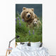 Sow Grizzly & Cubs In Grass Hallo Bay Katmai Np Alaska Wall Mural