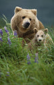 Sow Grizzly & Cubs In Grass Hallo Bay Katmai Np Alaska Wall Mural