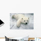 Polar Bear Cub Playing In Snow Alaska Zoo Wall Mural