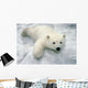 Polar Bear Cub Playing In Snow Alaska Zoo Wall Mural