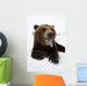 Captive Brown Bear Resting In Snow Wall Mural