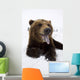 Captive Brown Bear Resting In Snow Wall Mural