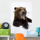 Captive Brown Bear Resting In Snow Wall Mural